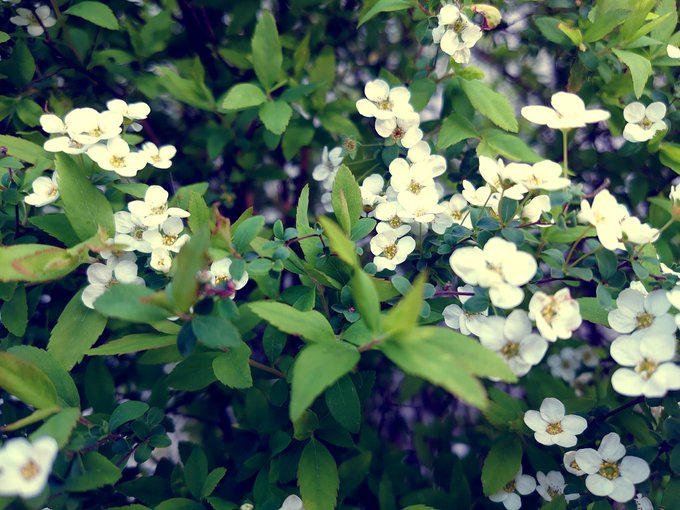 f:id:hukihuuki:20200321222927j:plain