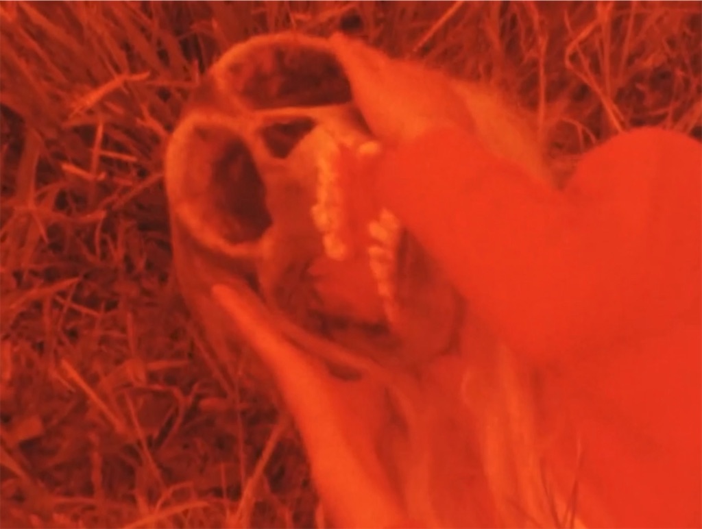 f:id:hukino:20231119225103j:image