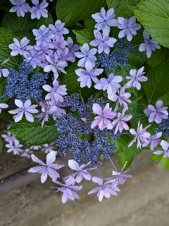 f:id:hukkats:20240621010214j:image