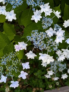 f:id:hukkats:20240621010226j:image