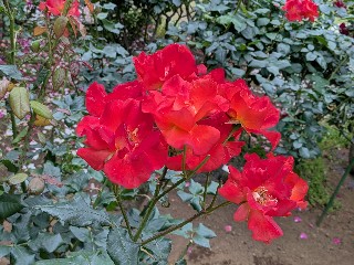 f:id:hukkats:20250525031039j:image