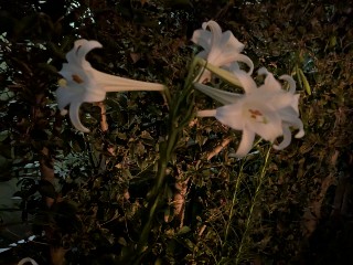 f:id:hukkats:20250809230619j:image f:id:hukkats:20250809230619j:image