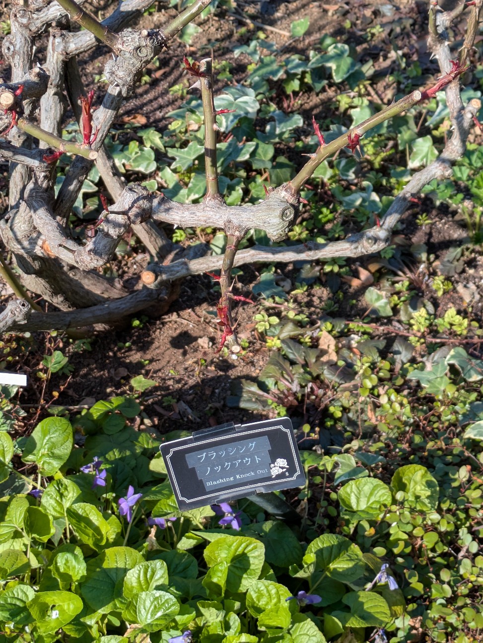 f:id:hukkats:20260318015520j:image