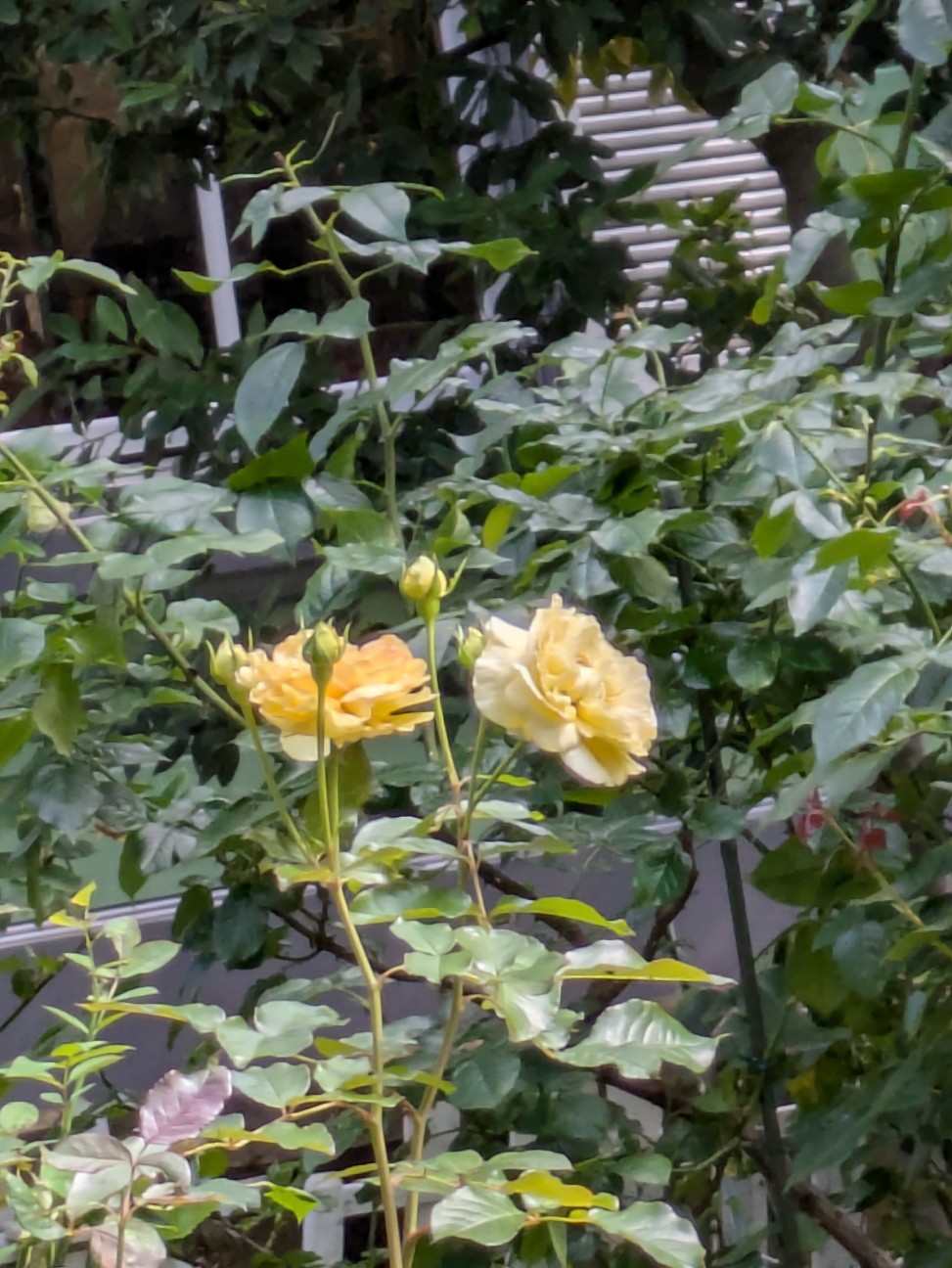 f:id:hukkats:20260705234124j:image f:id:hukkats:20260705234124j:image