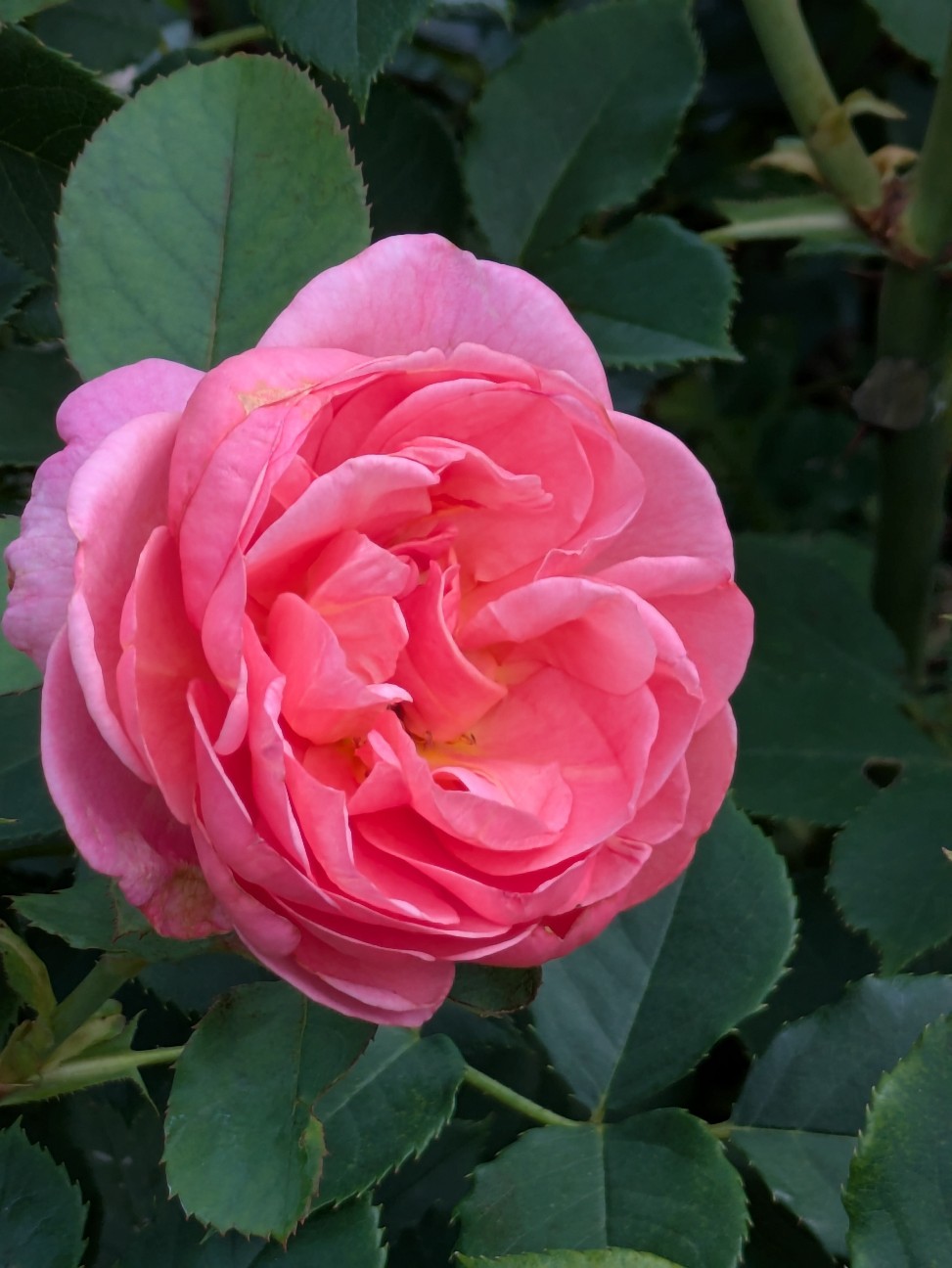 f:id:hukkats:20260705234236j:image f:id:hukkats:20260705234236j:image