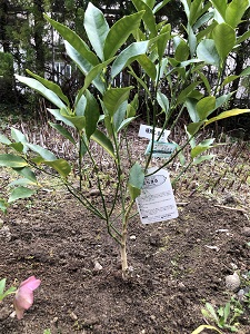 f:id:huku1910:20210316232007j:plain