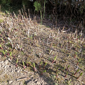 f:id:huku1910:20210317215200j:plain