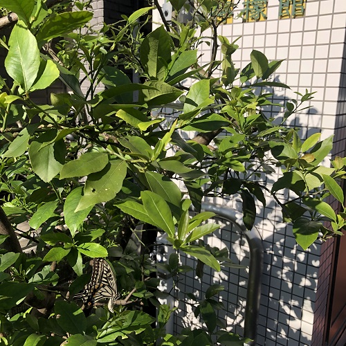 f:id:huku1910:20210721190132j:plain