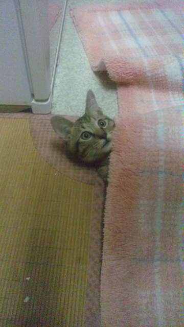 【空】ひょっこり
