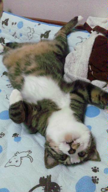 【風】「掃除なんてする気ないでしょ？いいからもう寝ようよ」