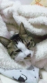【風】頭だして尻埋もれる