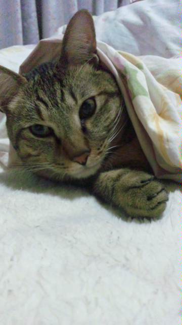 【空】初猫