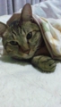 【空】初猫