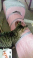 【空・風】猫用福袋の一部「キャットトンネル」