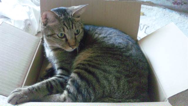 【空】追い出して交代 #猫部