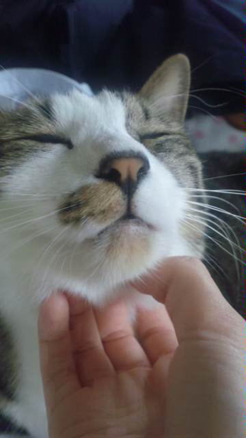 【風】キスしたくなる顔 #猫部