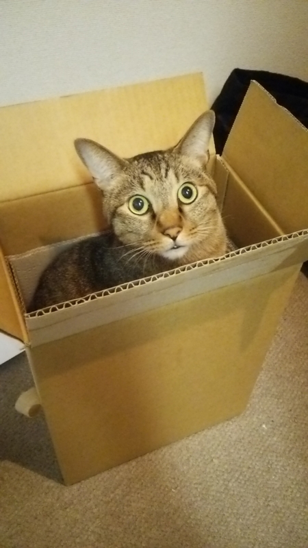  猫の日8