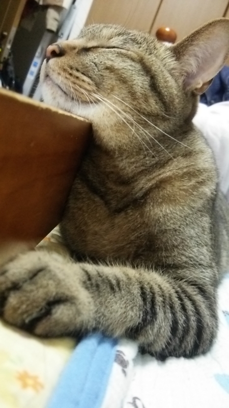  猫の日10