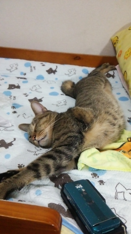  猫の日11