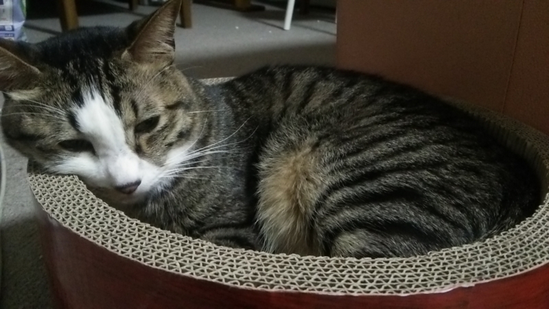  猫の日13
