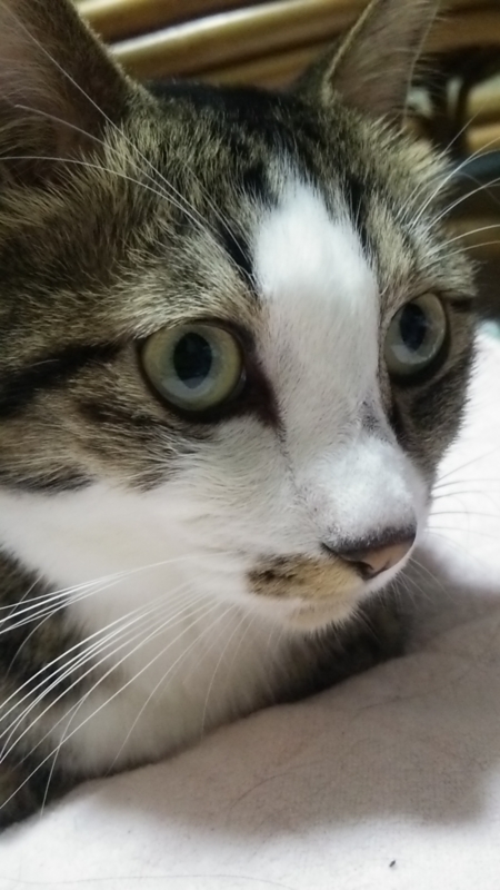  猫の日14