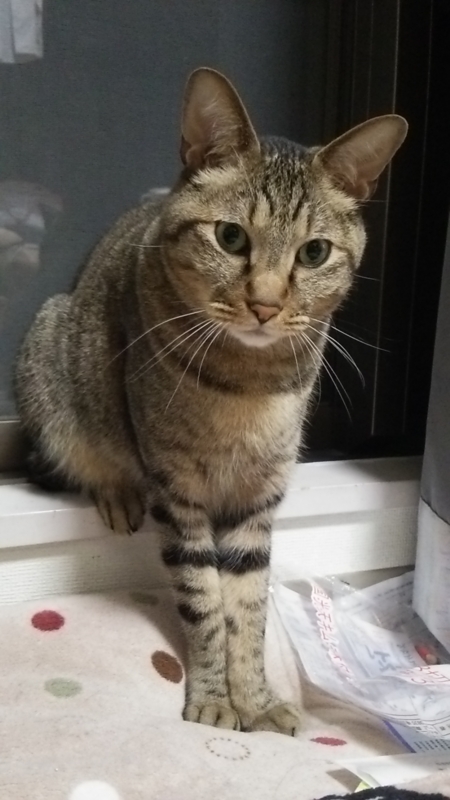  猫の日16