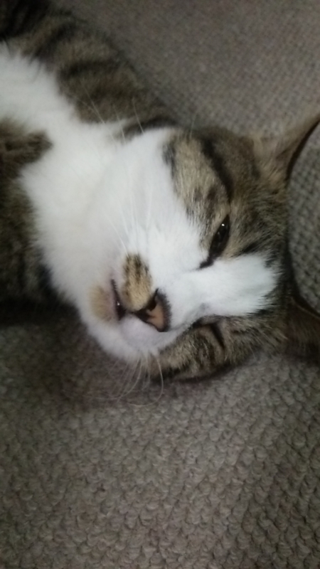  猫の日17