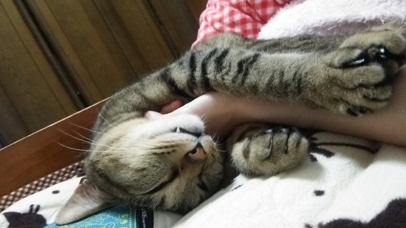  猫の日19