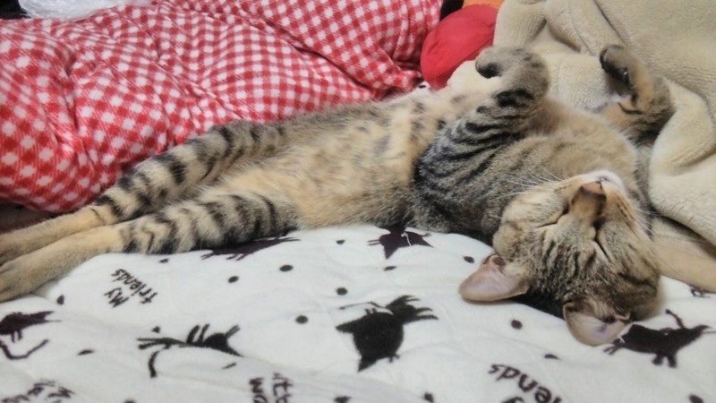 猫の日21