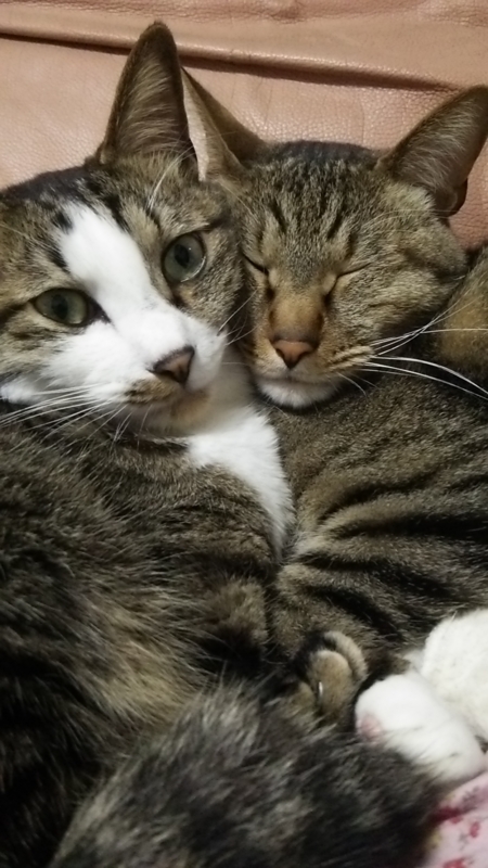  猫の日22
