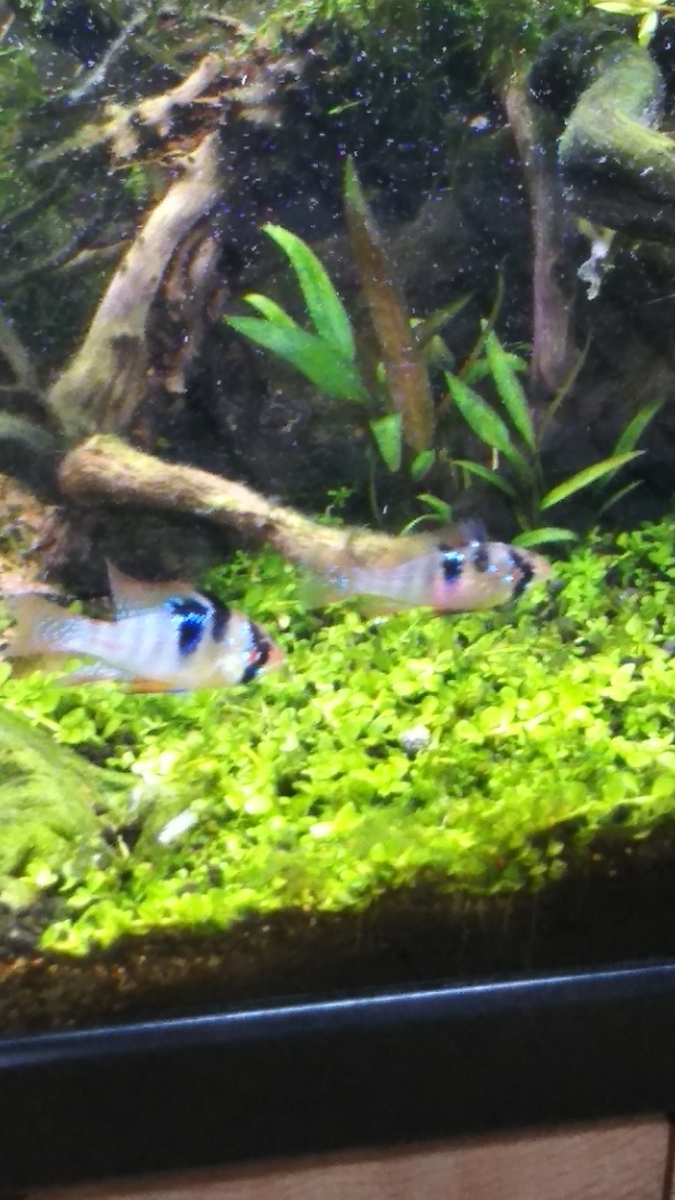 ついにあの熱帯魚が オランダラミレジィ導入 とものフクモモアクア ついにあの熱帯魚が オランダラミレジィ導入 とものフクモモアクア