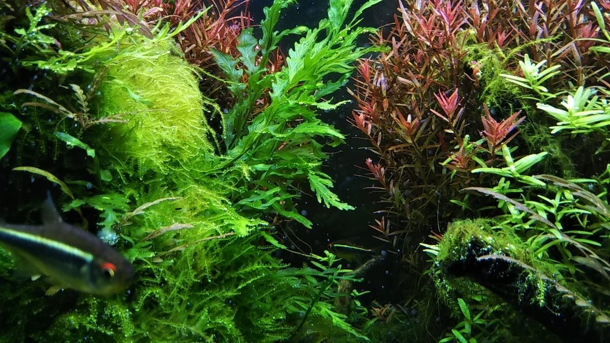 60cm水草水槽の水草紹介 何種類使ってるんだろ とものフクモモアクア 60cm水草水槽の水草紹介 何種類使ってるんだろ とものフクモモアクア