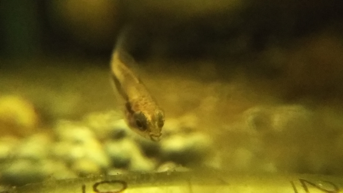 稚魚とは 一般の人気 最新記事を集めました はてな 稚魚とは 一般の人気 最新記事を集めました はてな