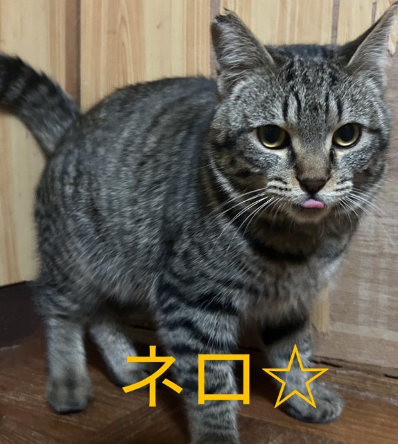 f:id:hukunekonosato:20250315201014j:image f:id:hukunekonosato:20250315201014j:image