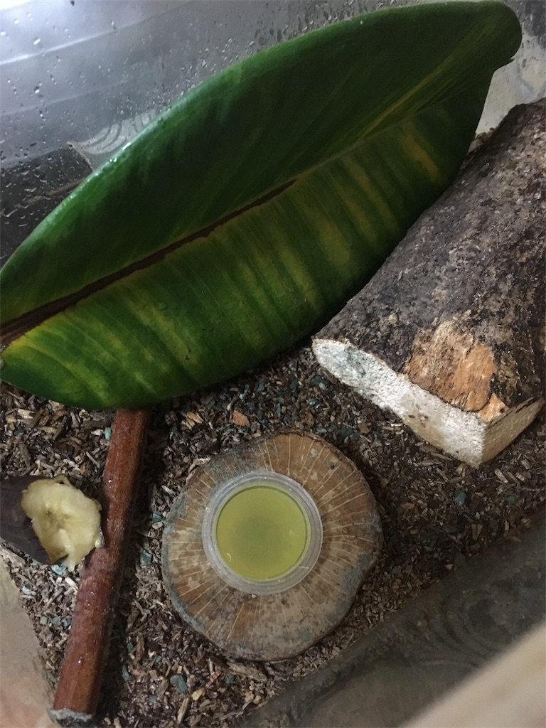 f:id:hukunekox:20180910221712j:image