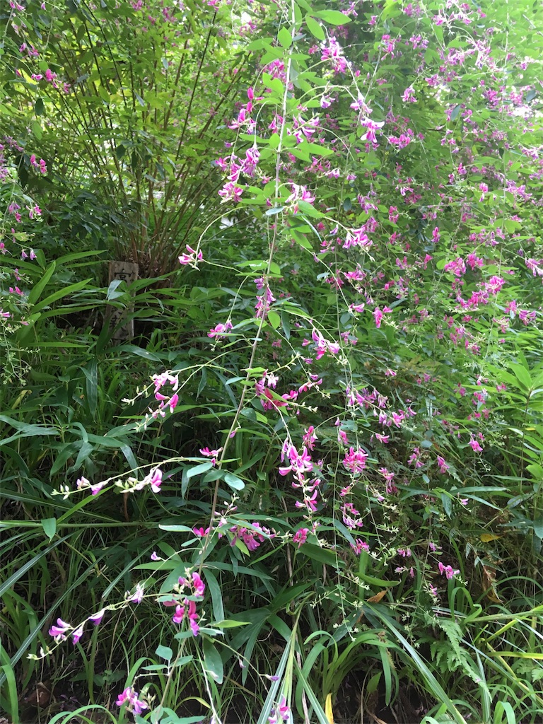f:id:hukunekox:20180924140800j:image