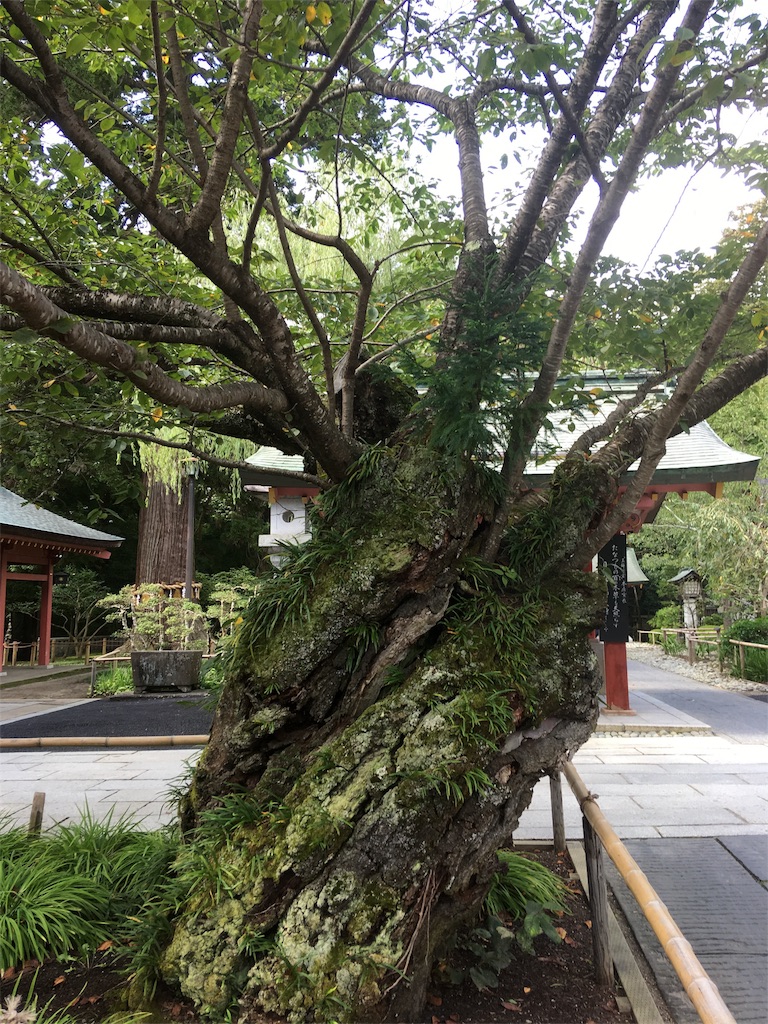 f:id:hukunekox:20180925152716j:image