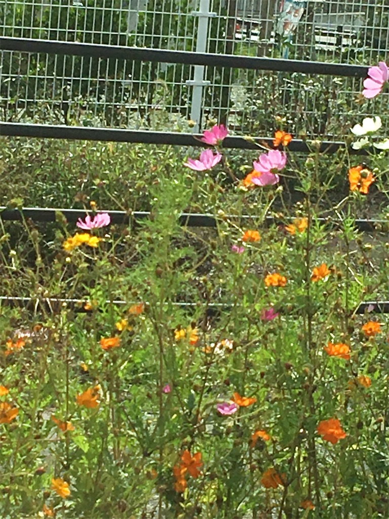 f:id:hukunekox:20181004150851j:image f:id:hukunekox:20181004150851j:image