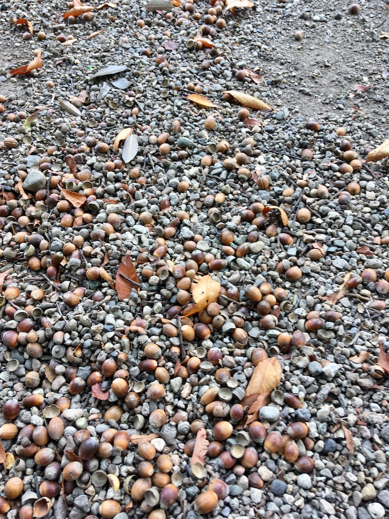 f:id:hukunekox:20181108110732j:image f:id:hukunekox:20181108110732j:image