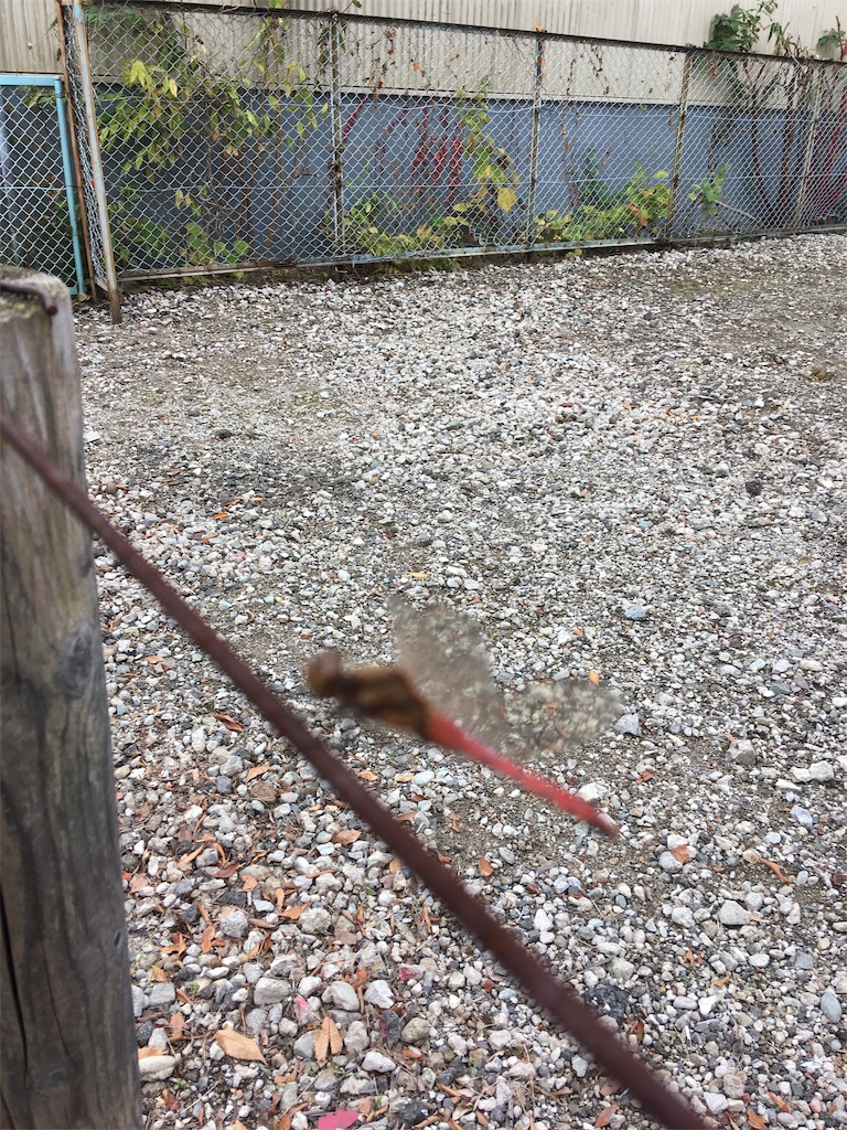 f:id:hukunekox:20181108112205j:image f:id:hukunekox:20181108112205j:image