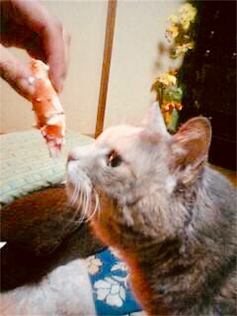 f:id:hukunekox:20181112161633j:image f:id:hukunekox:20181112161633j:image