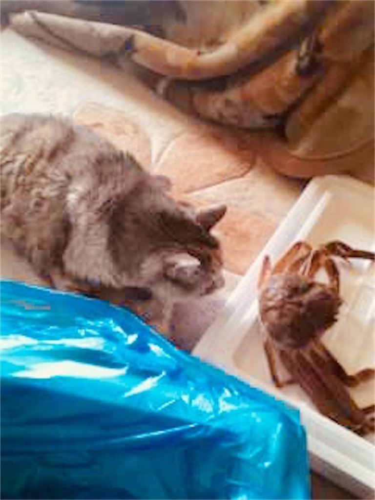 f:id:hukunekox:20181112161652j:image f:id:hukunekox:20181112161652j:image