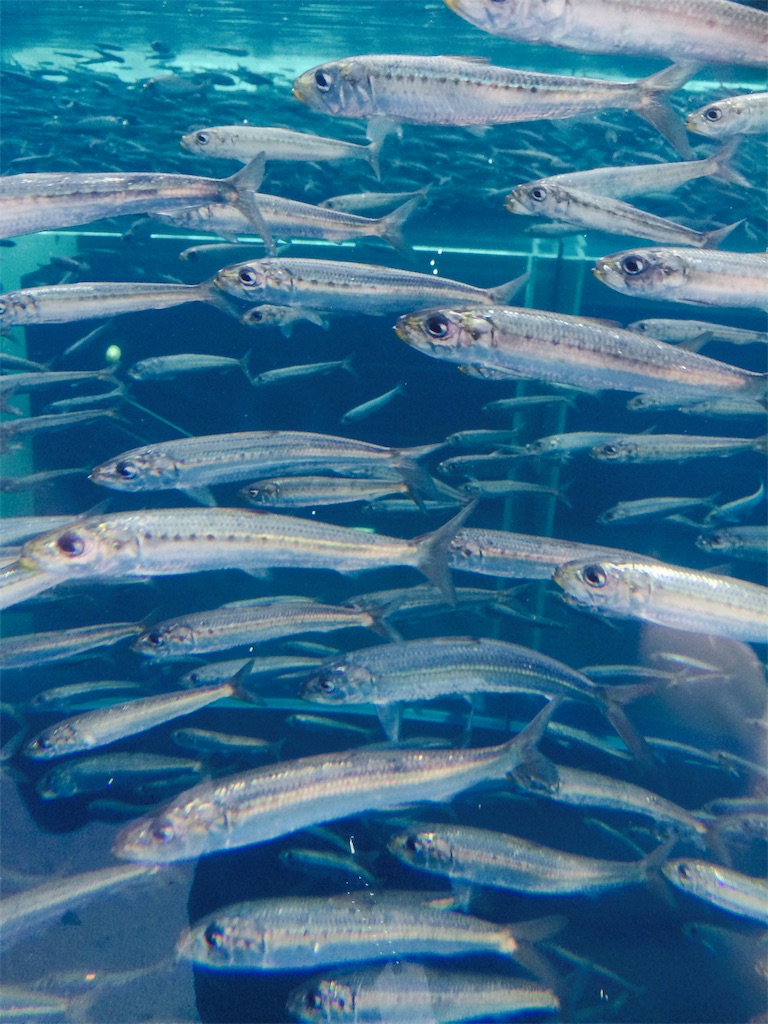 f:id:hukunekox:20181114142614j:image f:id:hukunekox:20181114142614j:image