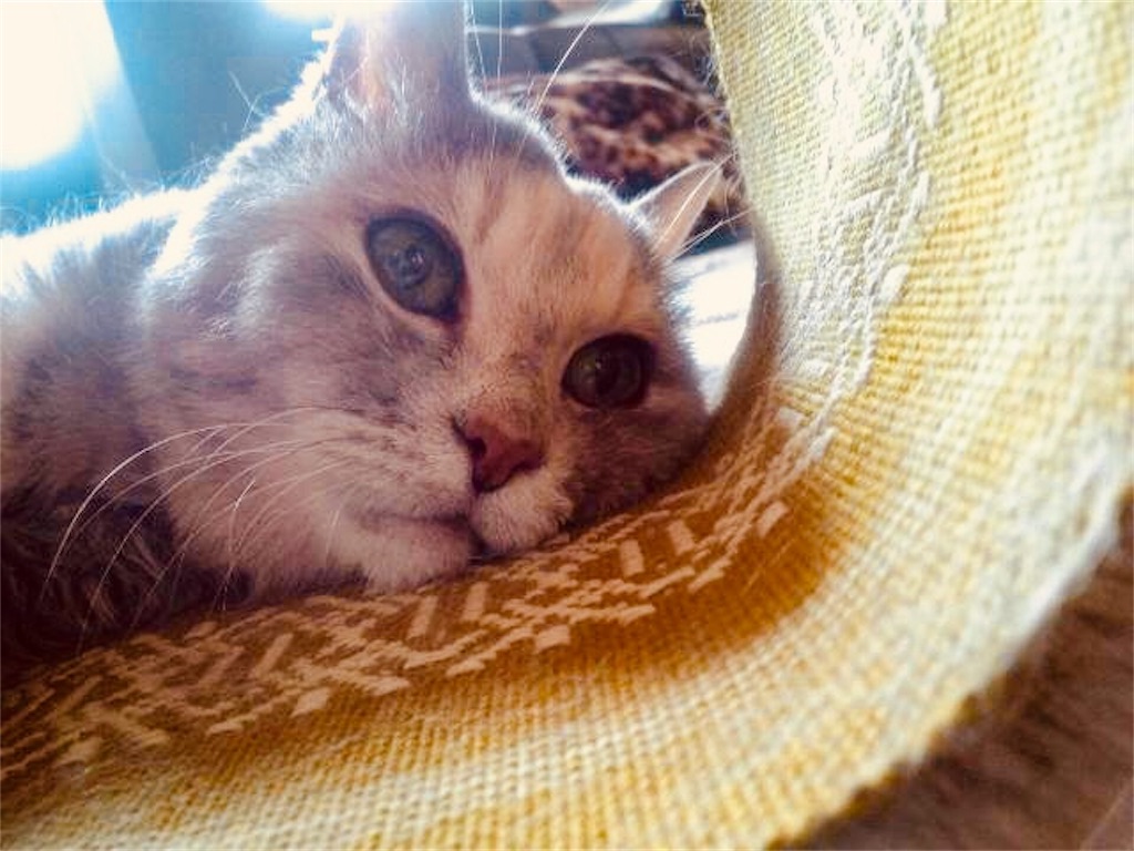 f:id:hukunekox:20181126181453j:image