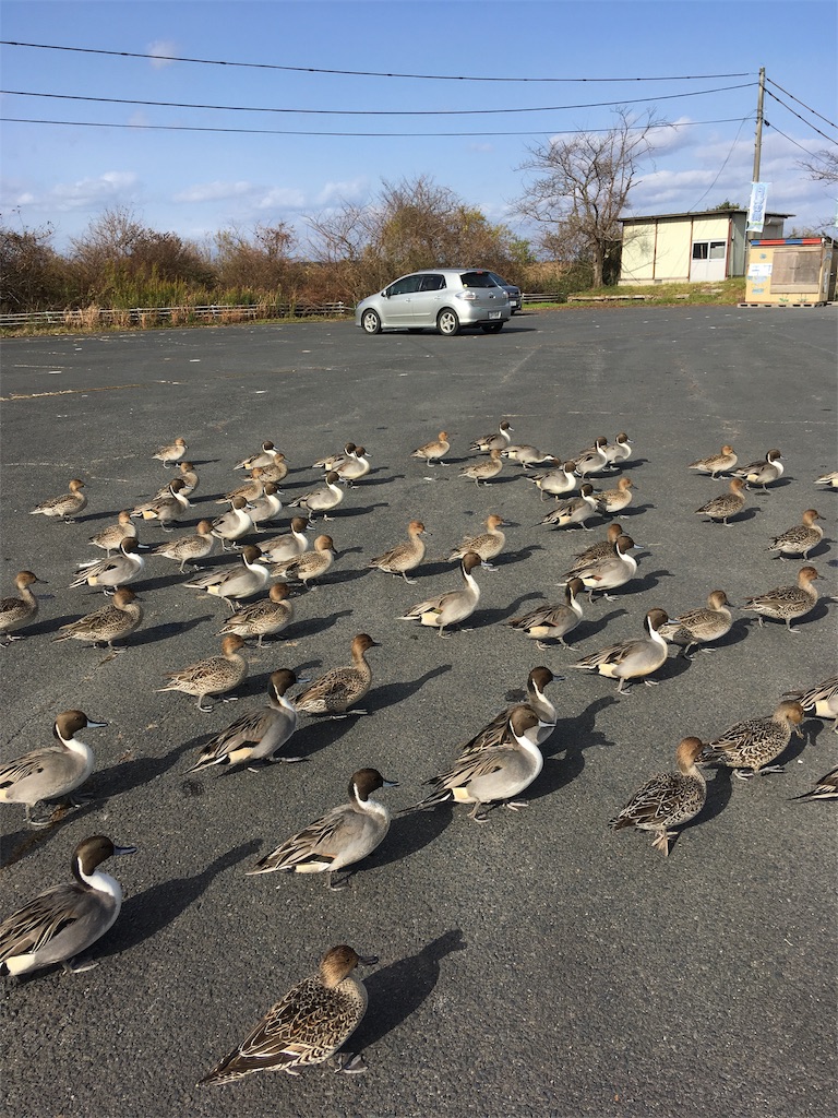 f:id:hukunekox:20181129120832j:image f:id:hukunekox:20181129120832j:image