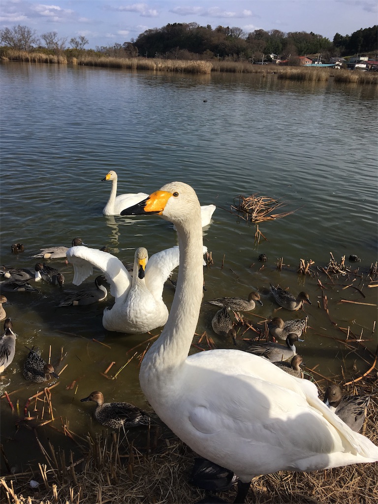 f:id:hukunekox:20181130115905j:image f:id:hukunekox:20181130115905j:image