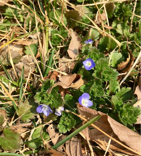 f:id:hukunekox:20190302121603j:image f:id:hukunekox:20190302121603j:image