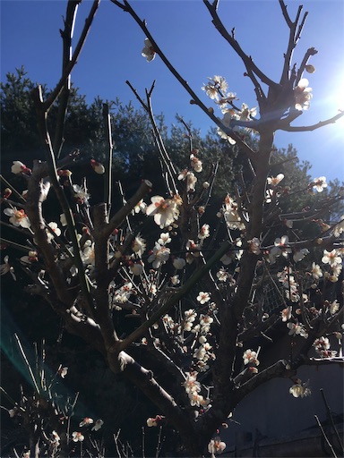 f:id:hukunekox:20190318132441j:image f:id:hukunekox:20190318132441j:image