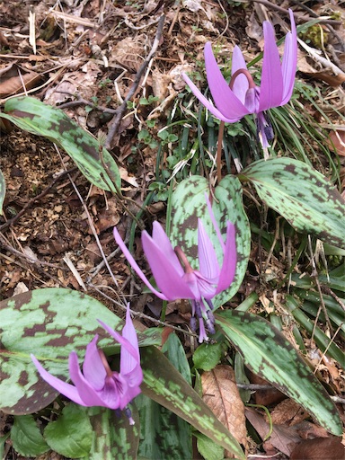 f:id:hukunekox:20190414152919j:image