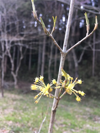 f:id:hukunekox:20190414152924j:image